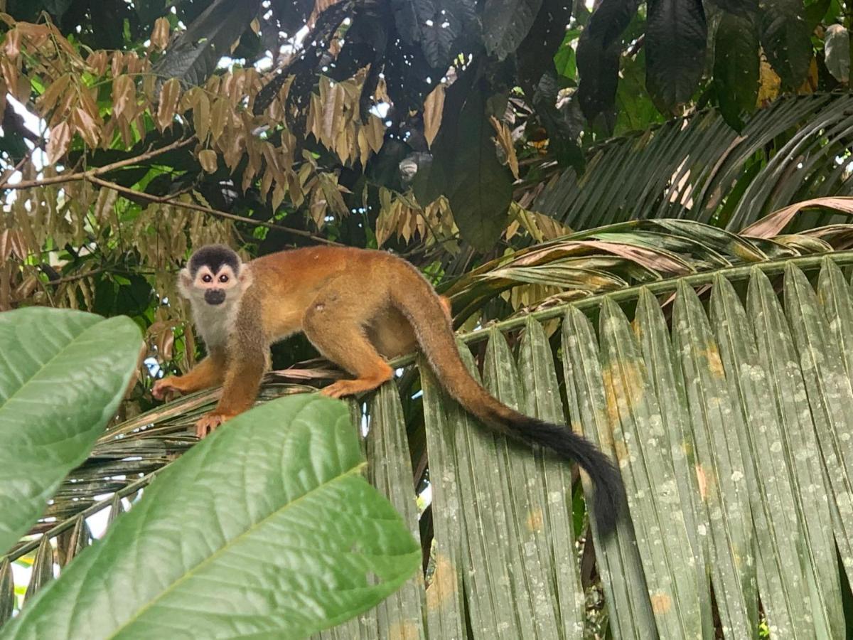 Osa Corcovado Drake Bay