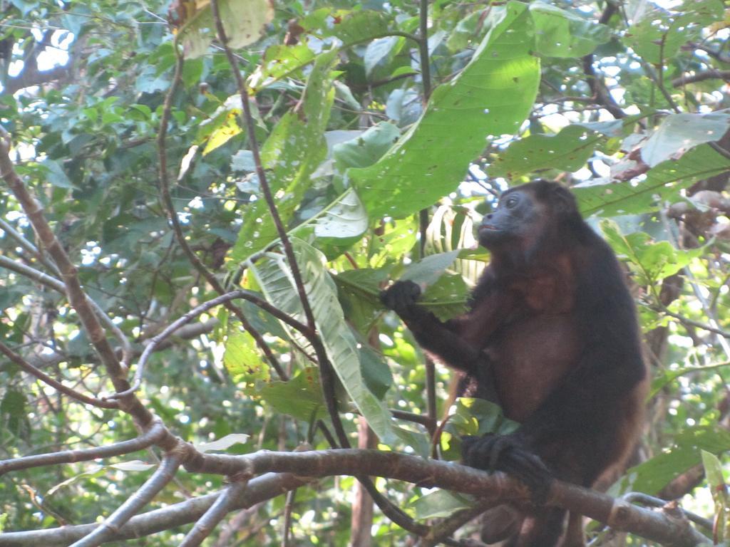Spirit Of Jungle 3* Samara