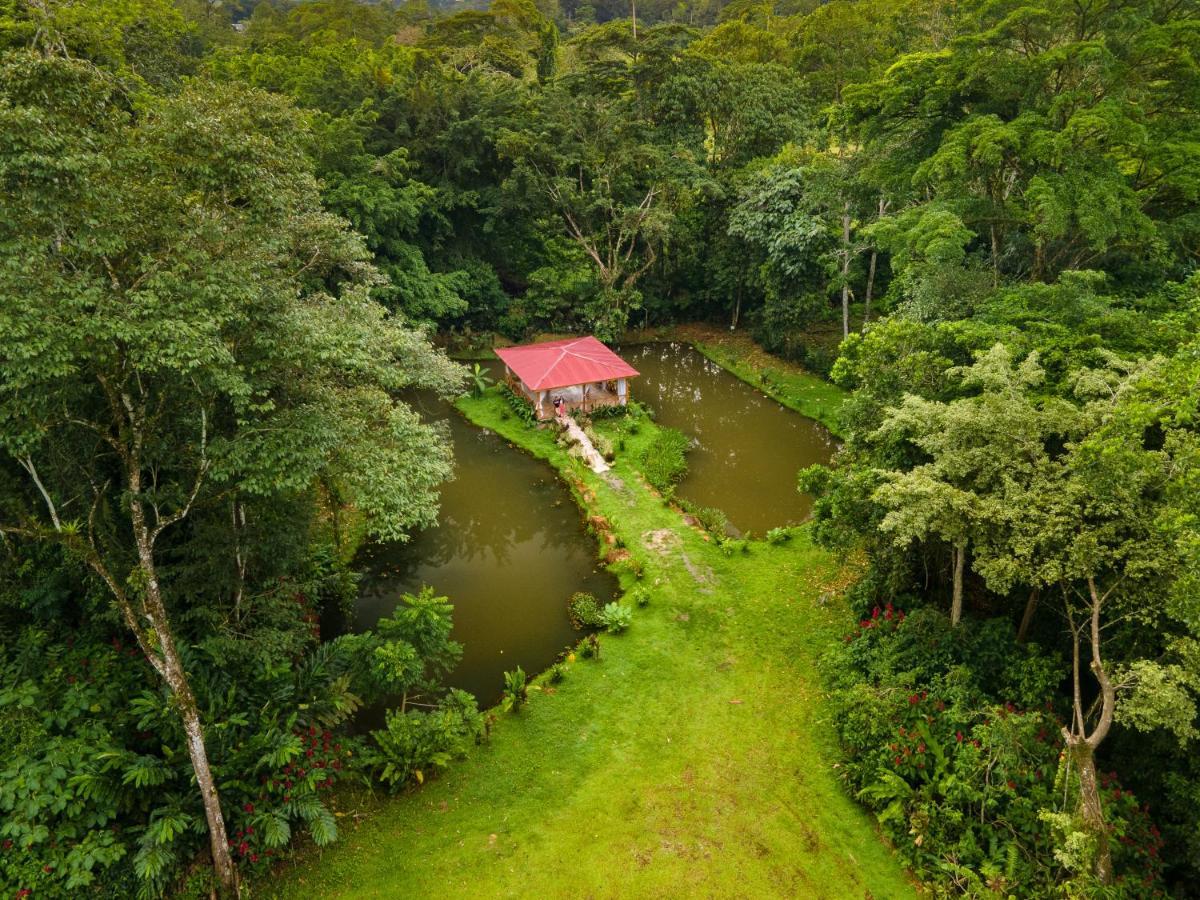 Ara Ambigua 2* Sarapiqui