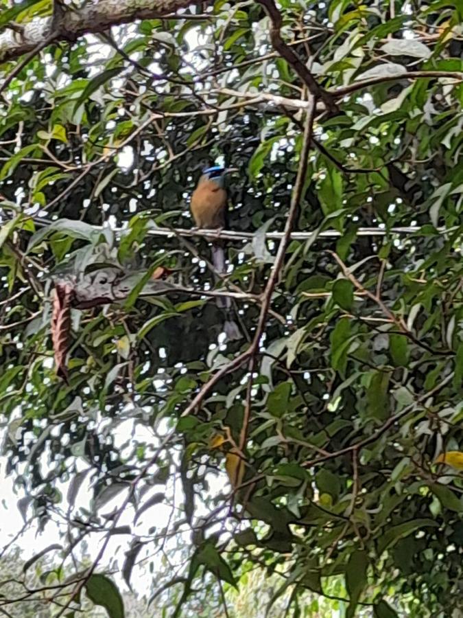 El Bosque Campsite Turrialba