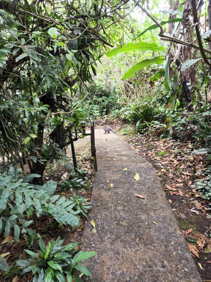 El Bosque * Turrialba