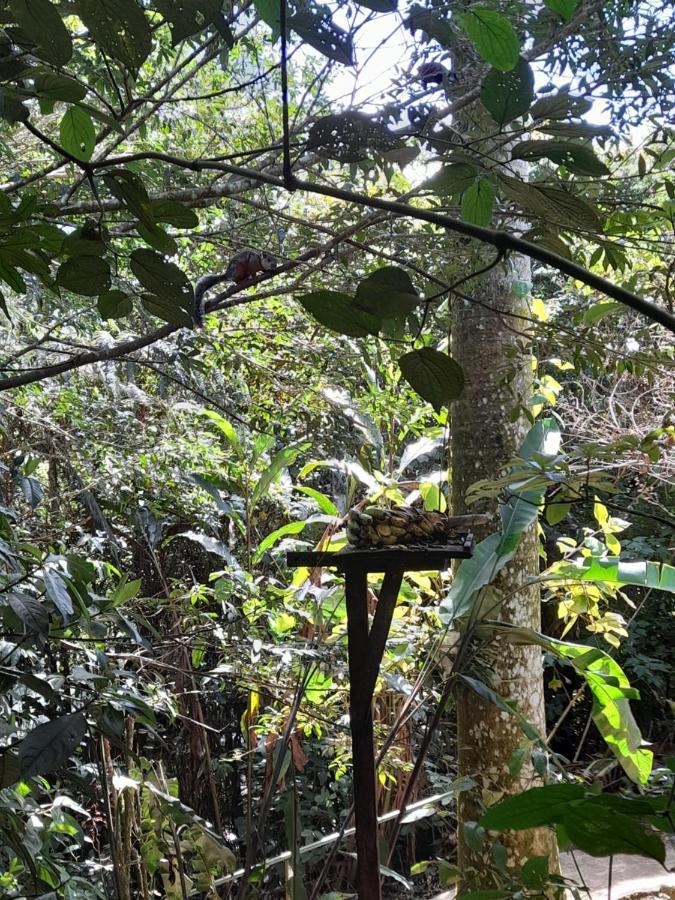 El Bosque *