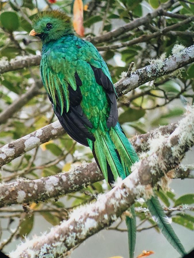 Lodge Trogon San Gerardo de Dota