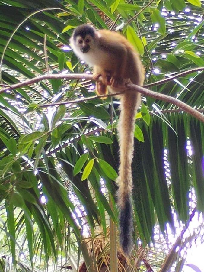 Holiday home Happy Monkeys Puerto Jimenez