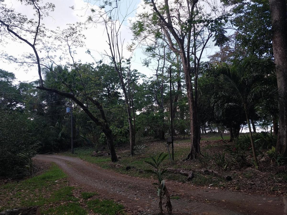 Happy Monkeys * Puerto Jimenez