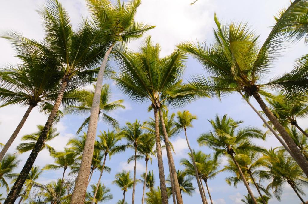 Cocomar Beachfront Hotel Parrita
