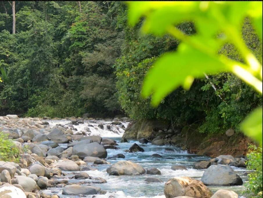 Tortuga Premium Riverfront Jungle With Jacuzzi And Pool *