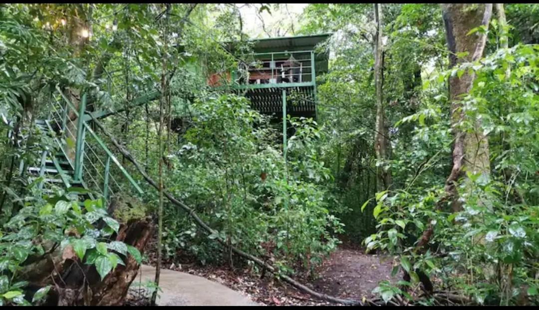 Jungle Living Tree Monteverde