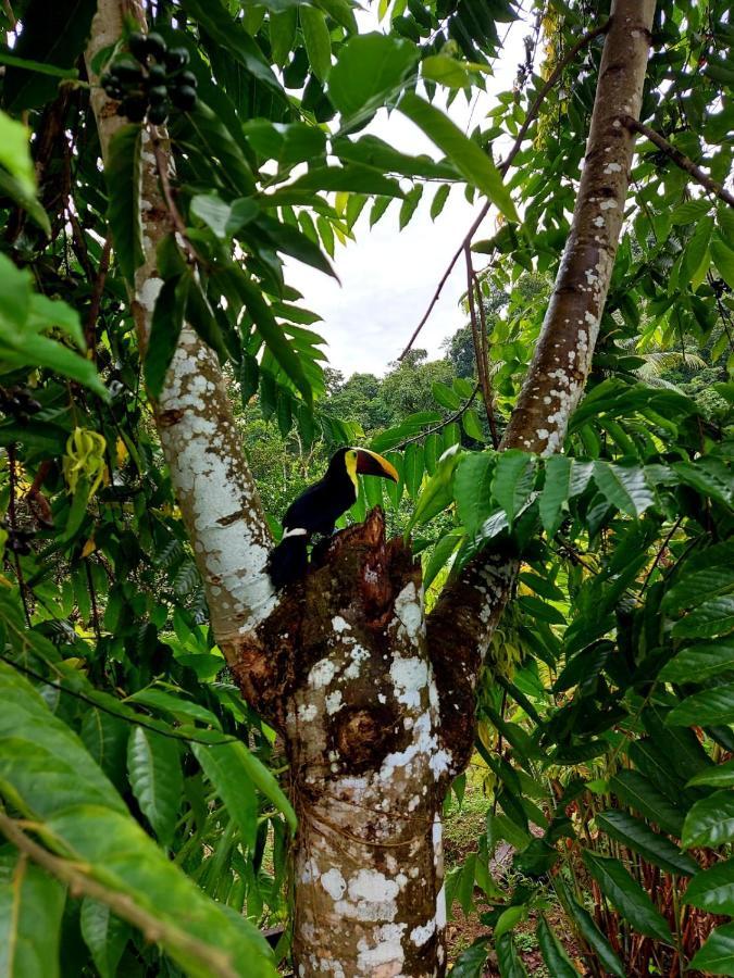 Canto Del Tucan And Farm Farm stay