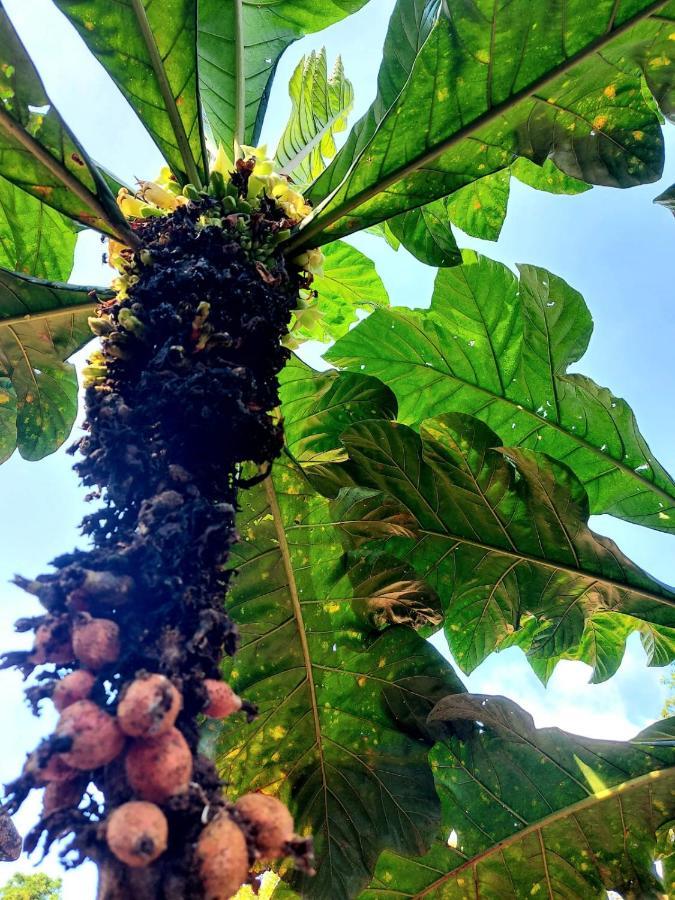 Farm stay Canto Del Tucan And Farm