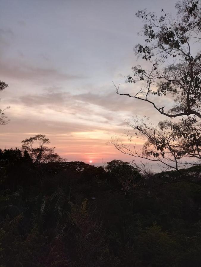 Laurel Jungle & Ocean *