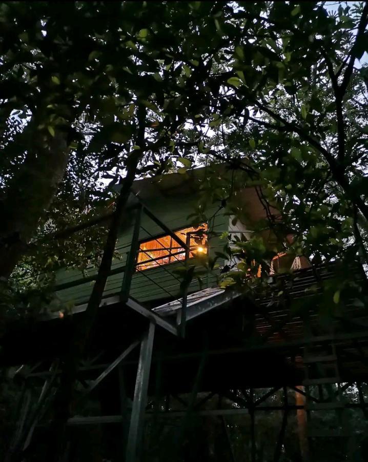 Jungle Living Tree