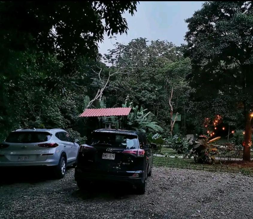Jungle Living Tree * Monteverde