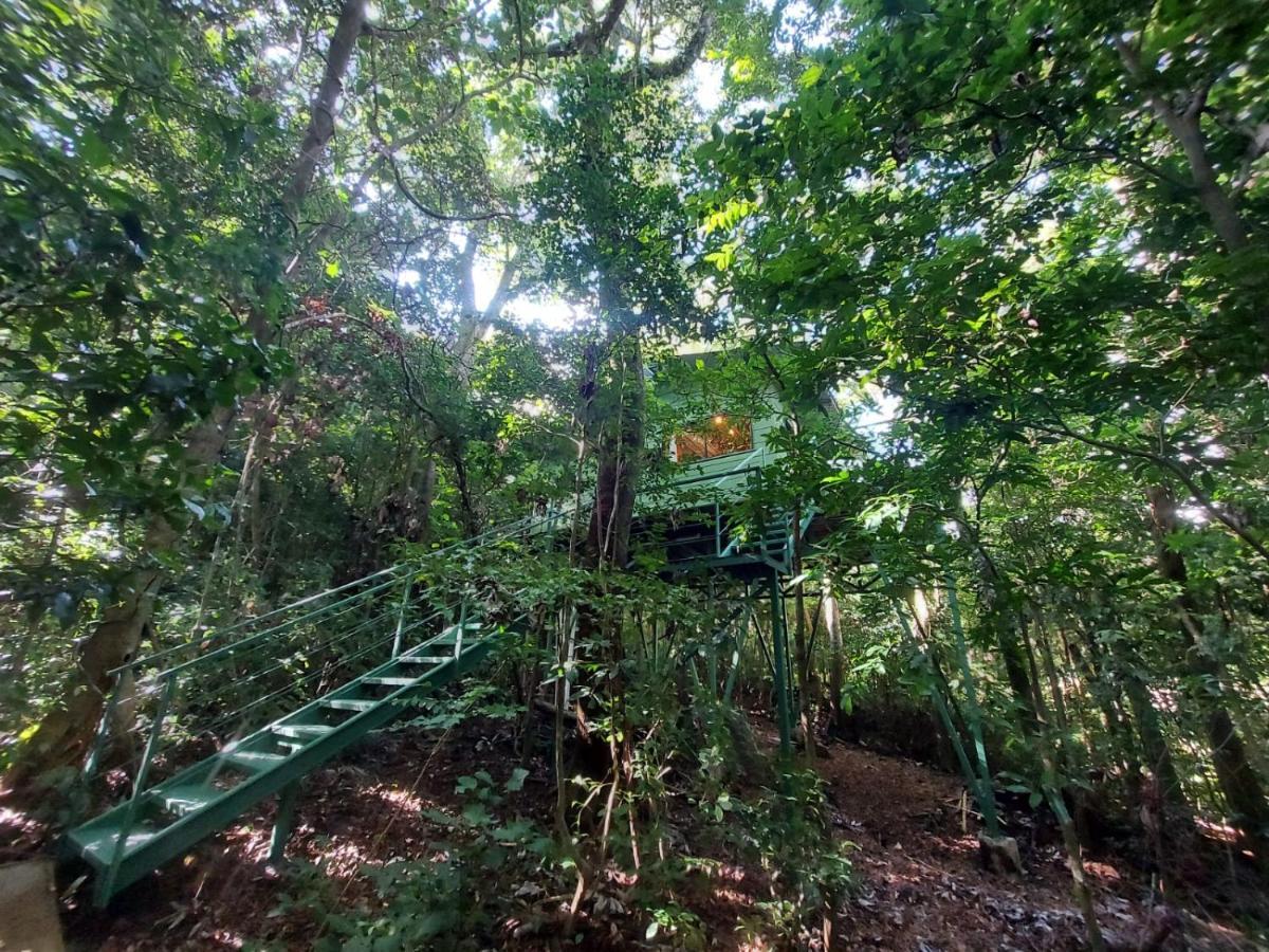 Jungle Living Tree Monteverde