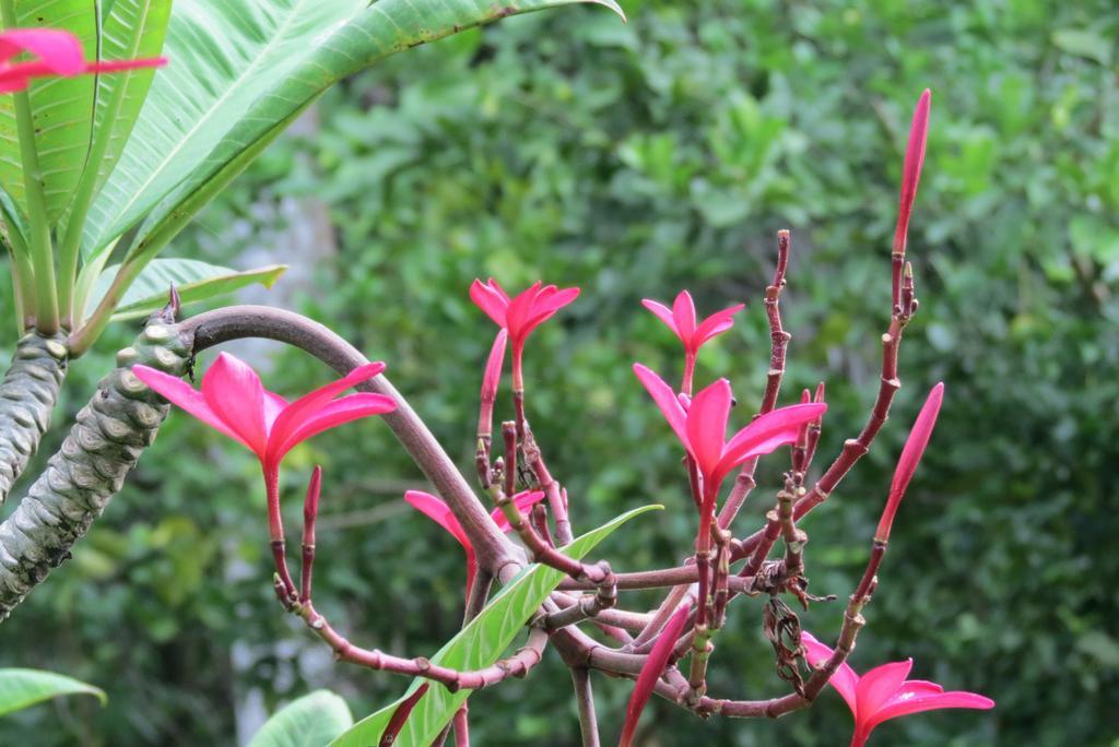 Karibu *