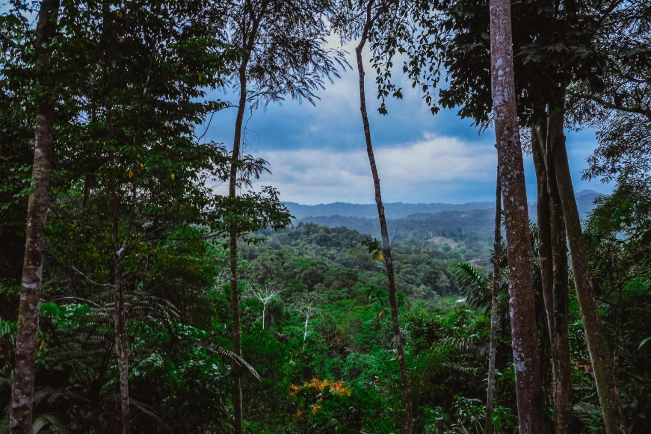 Selva Madre Eco-sanctuary