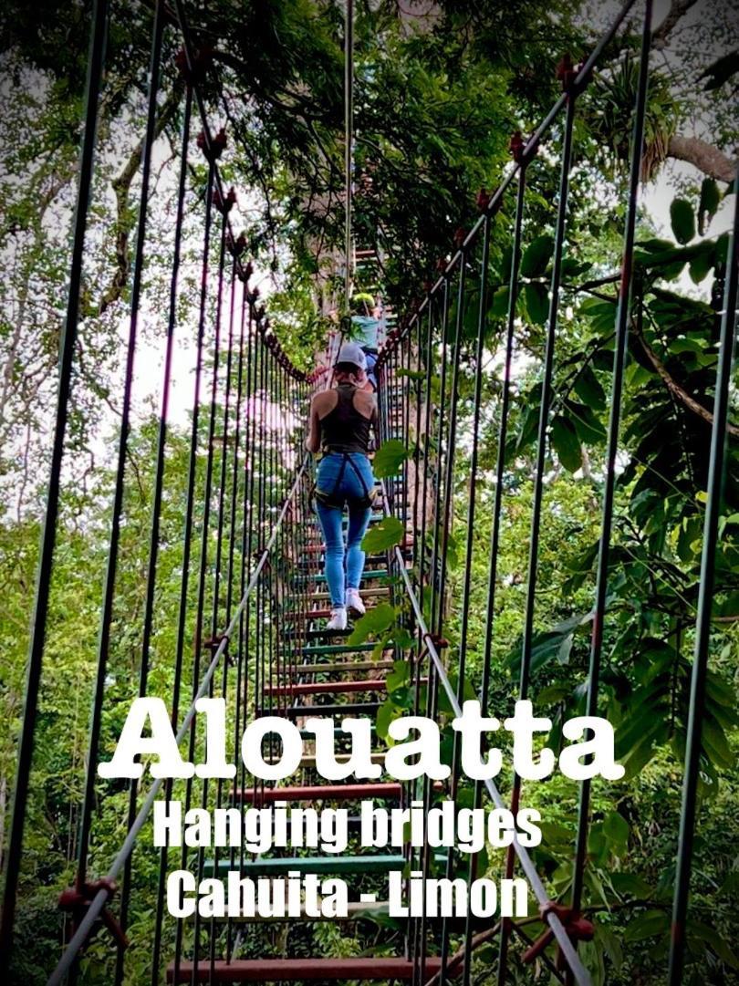 Alouatta And Canopy *
