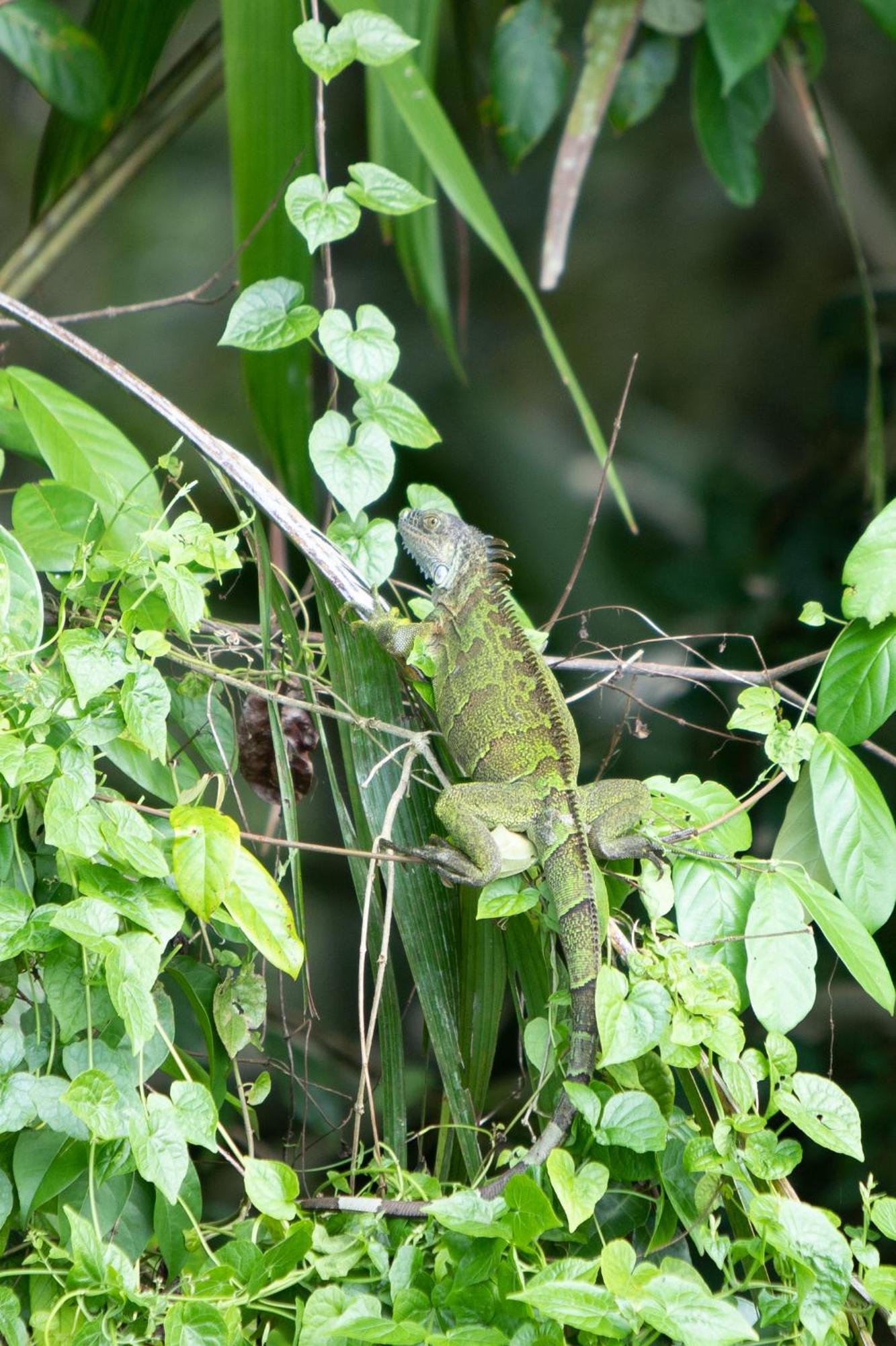 Pachira Hotel Tortuguero