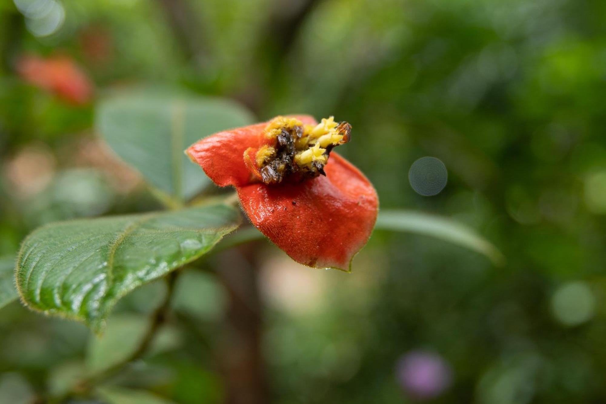 Pachira 4*