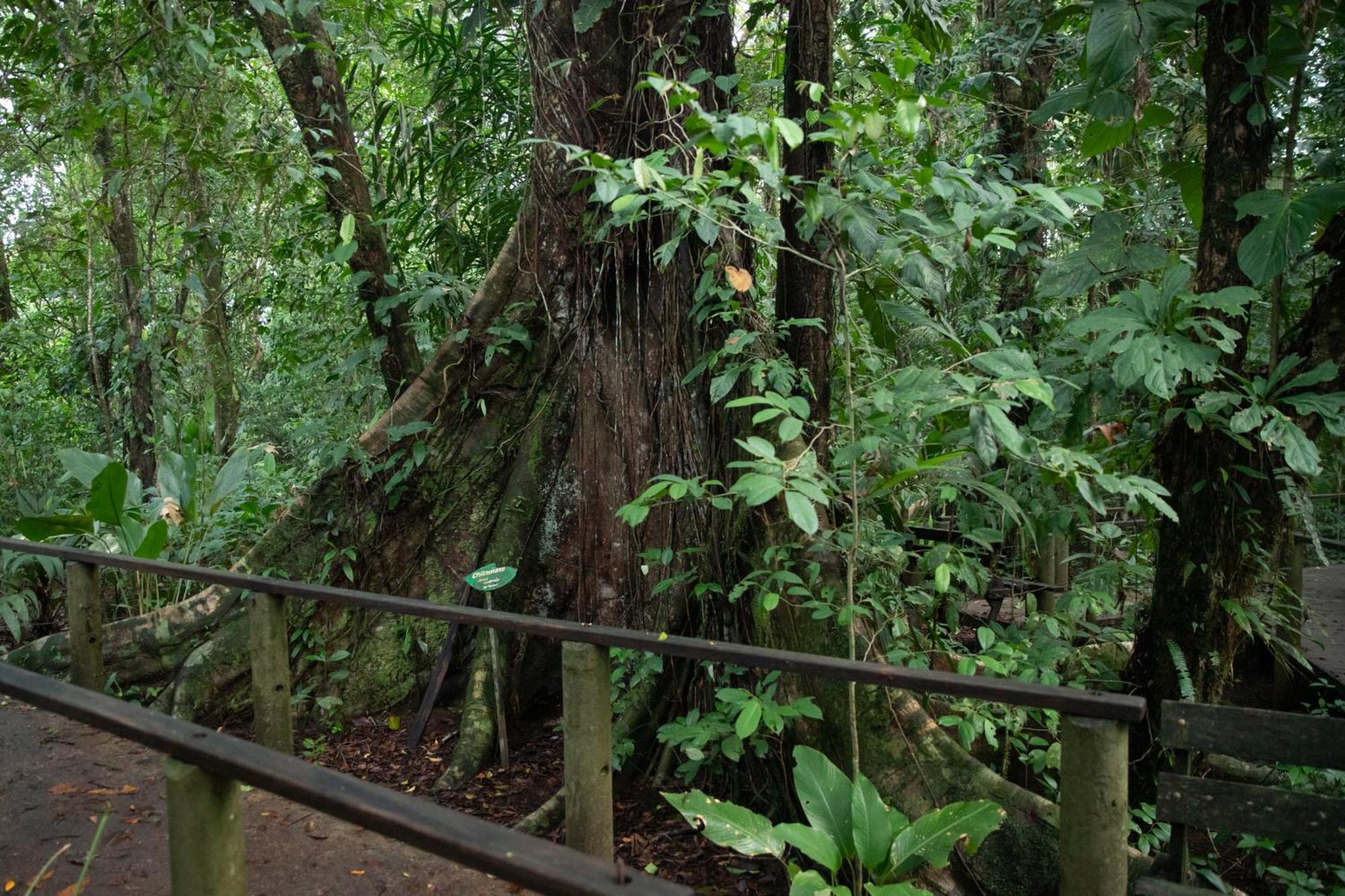 Pachira Tortuguero