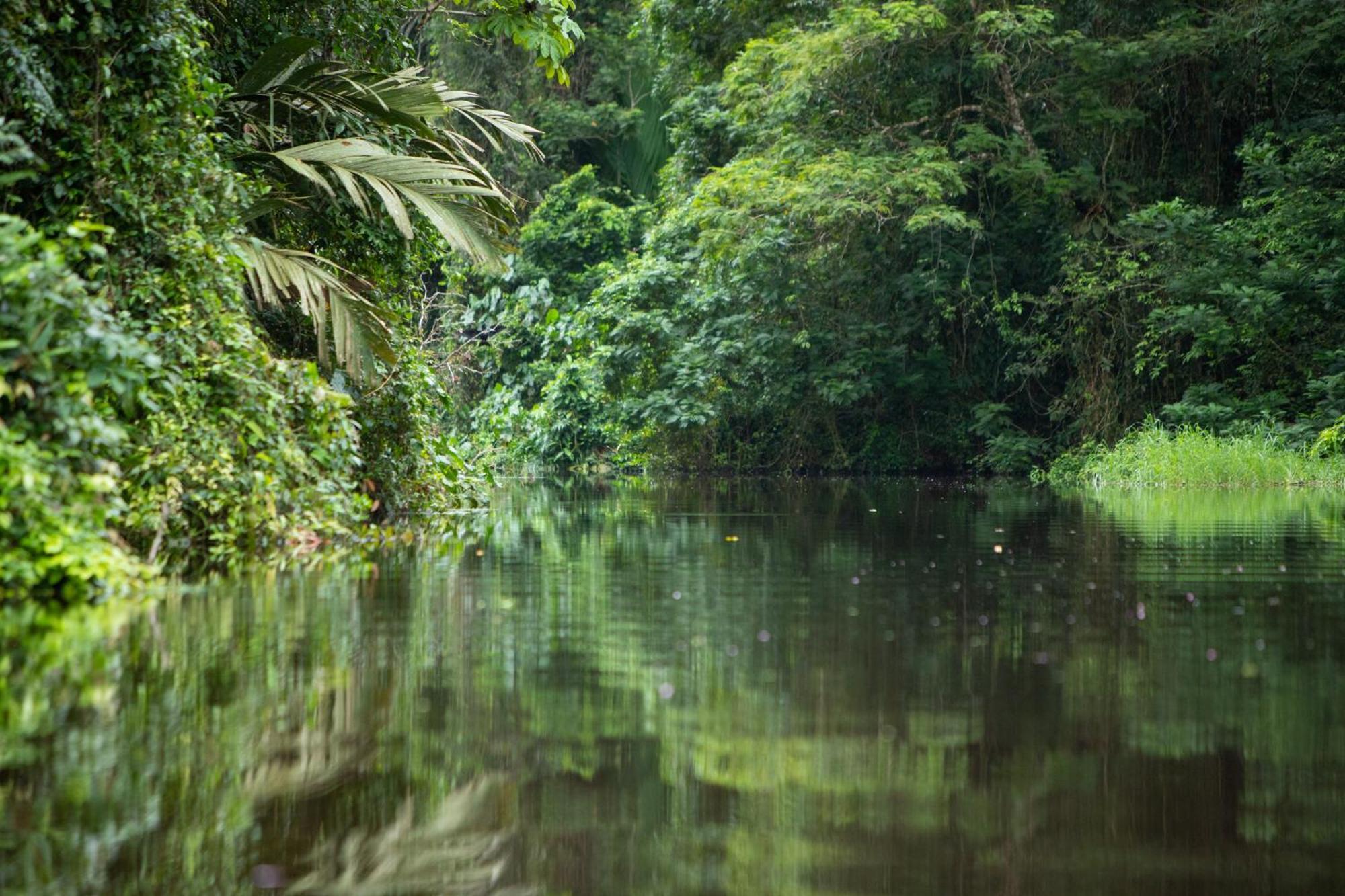 Pachira Tortuguero