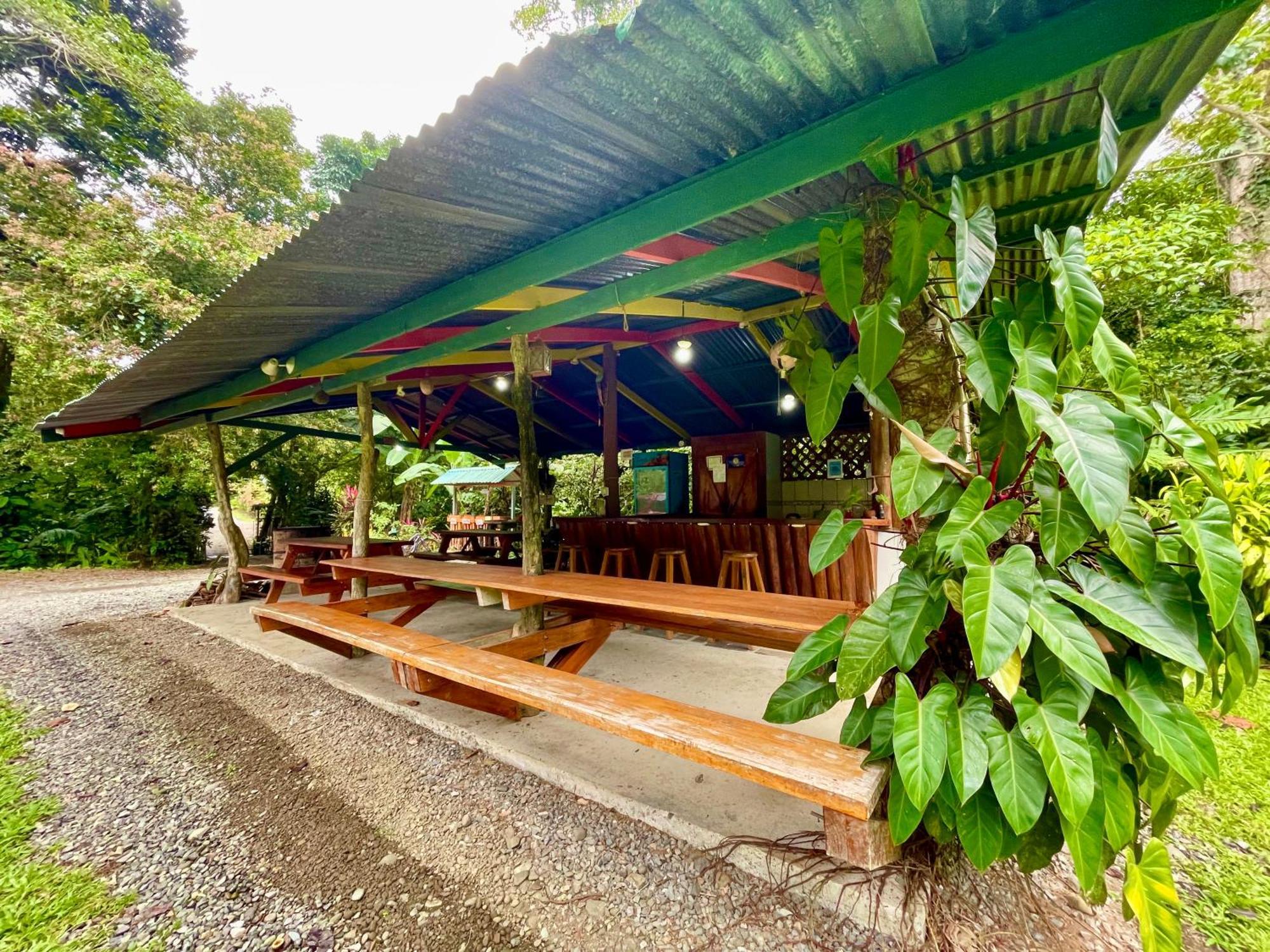 Alouatta And Canopy *