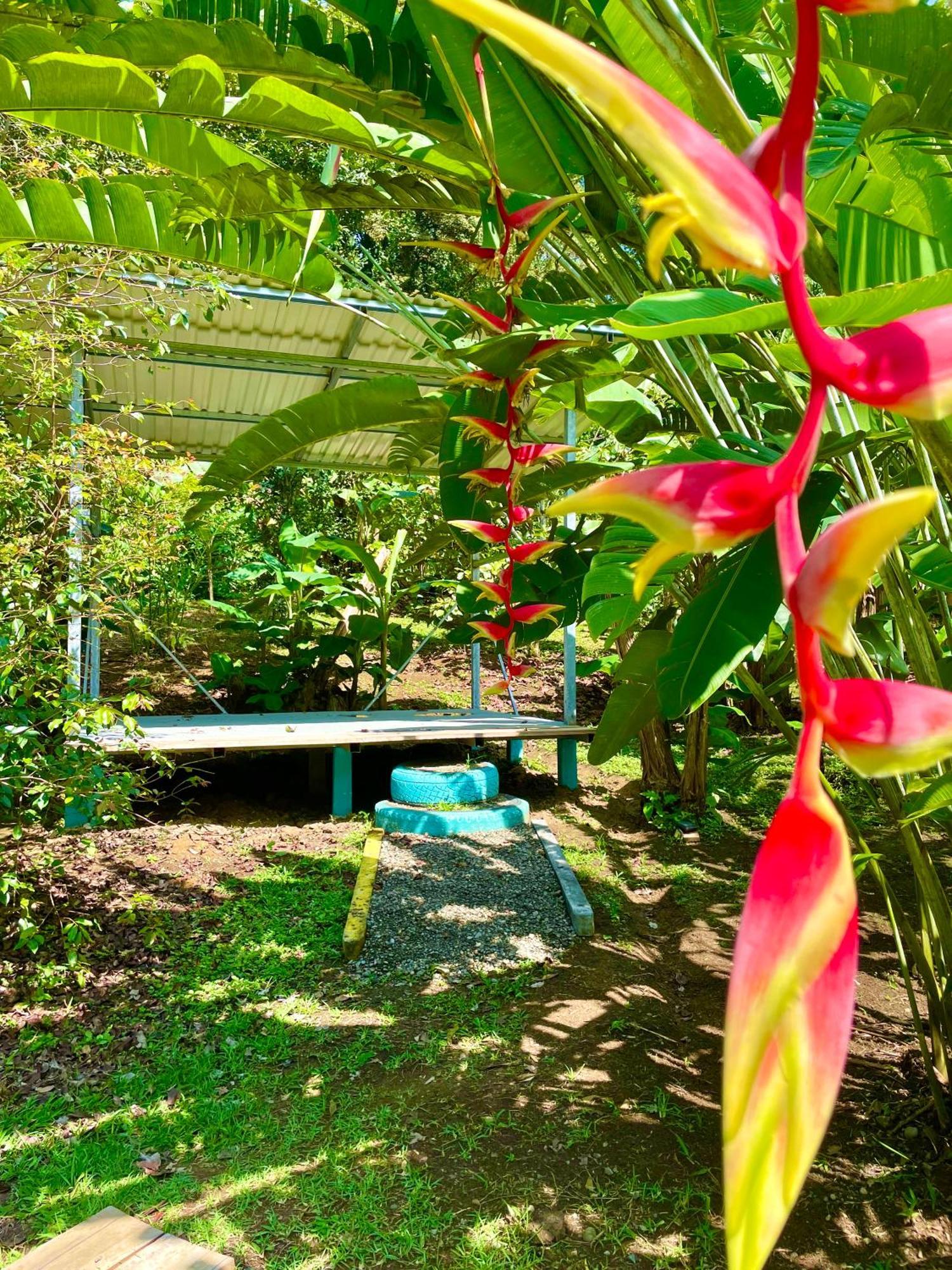 Lodge Alouatta And Canopy Cahuita