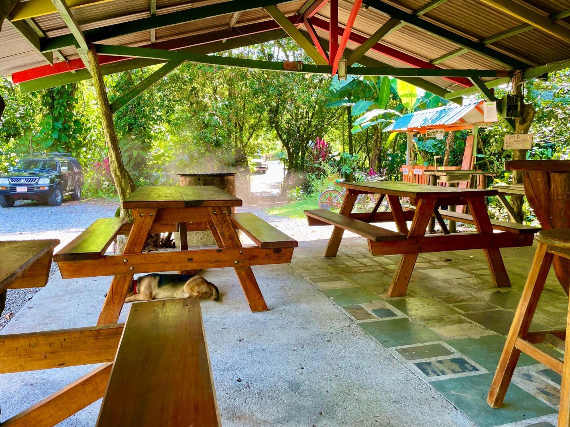 Alouatta And Canopy Lodge