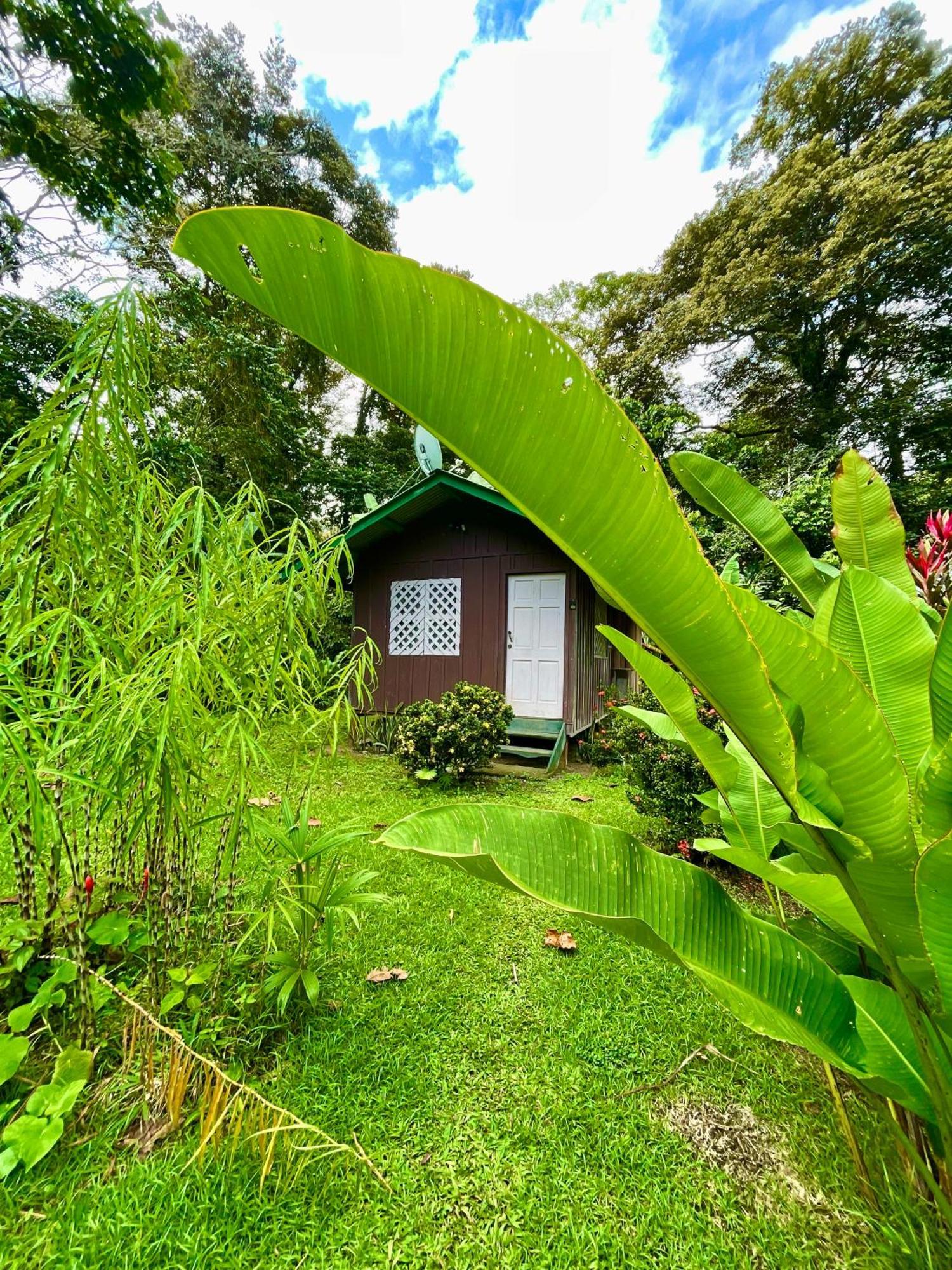 Lodge Alouatta And Canopy Cahuita