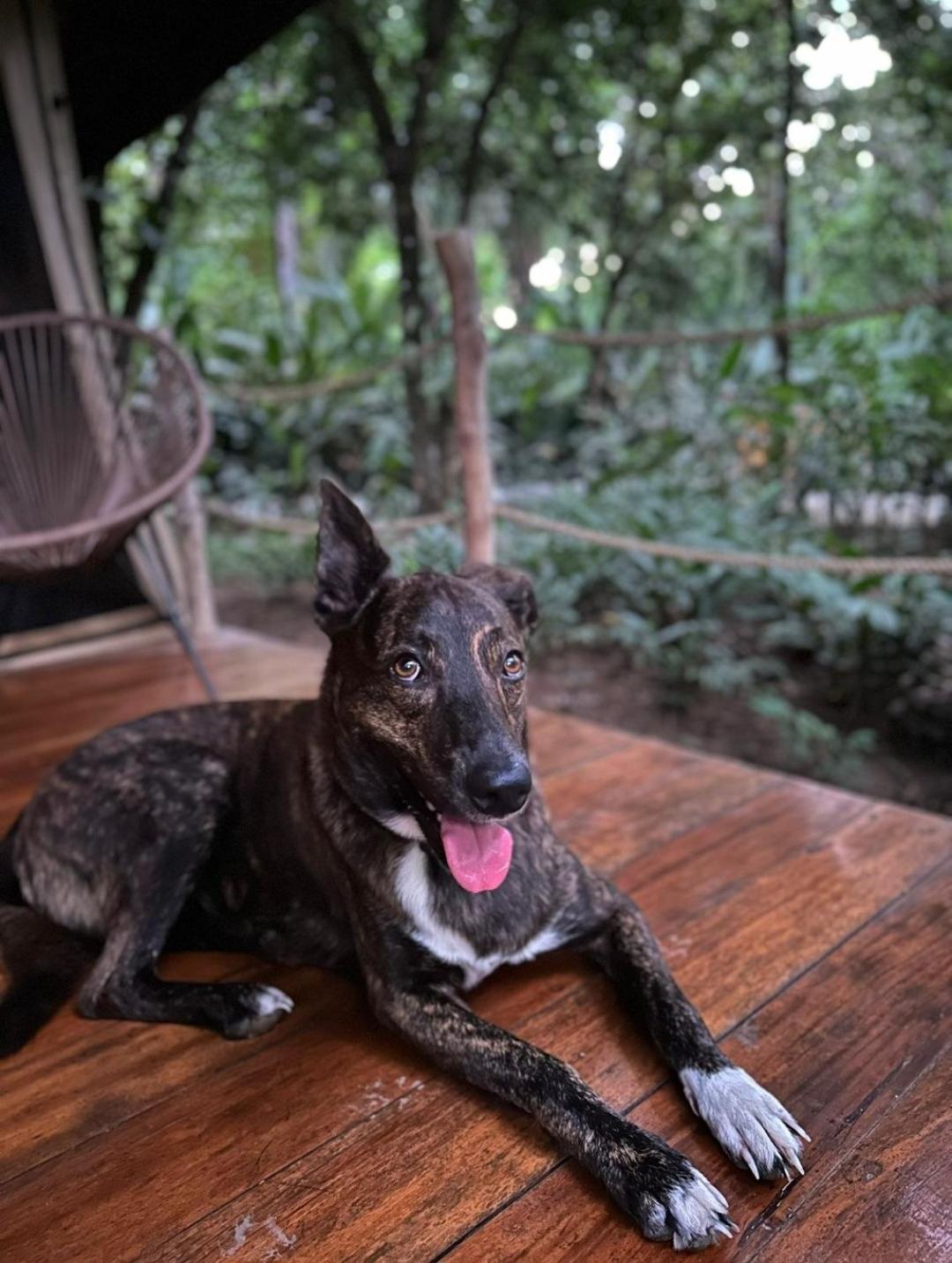 Four Monkeys Eco - Jungle & Lodge *