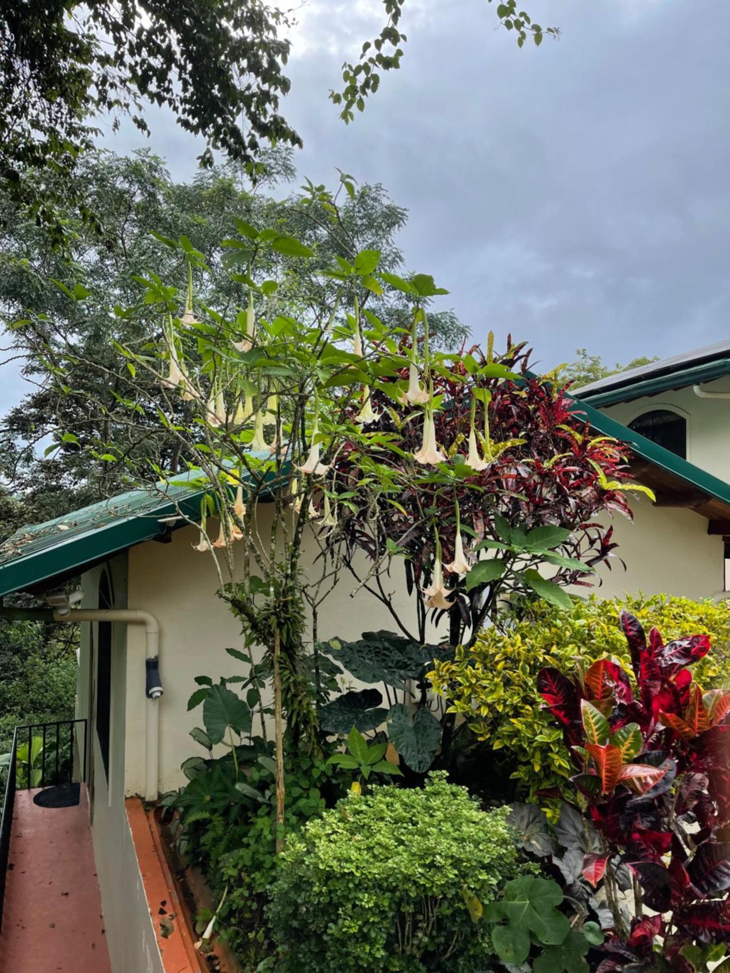 Lodge Mango Tree *
