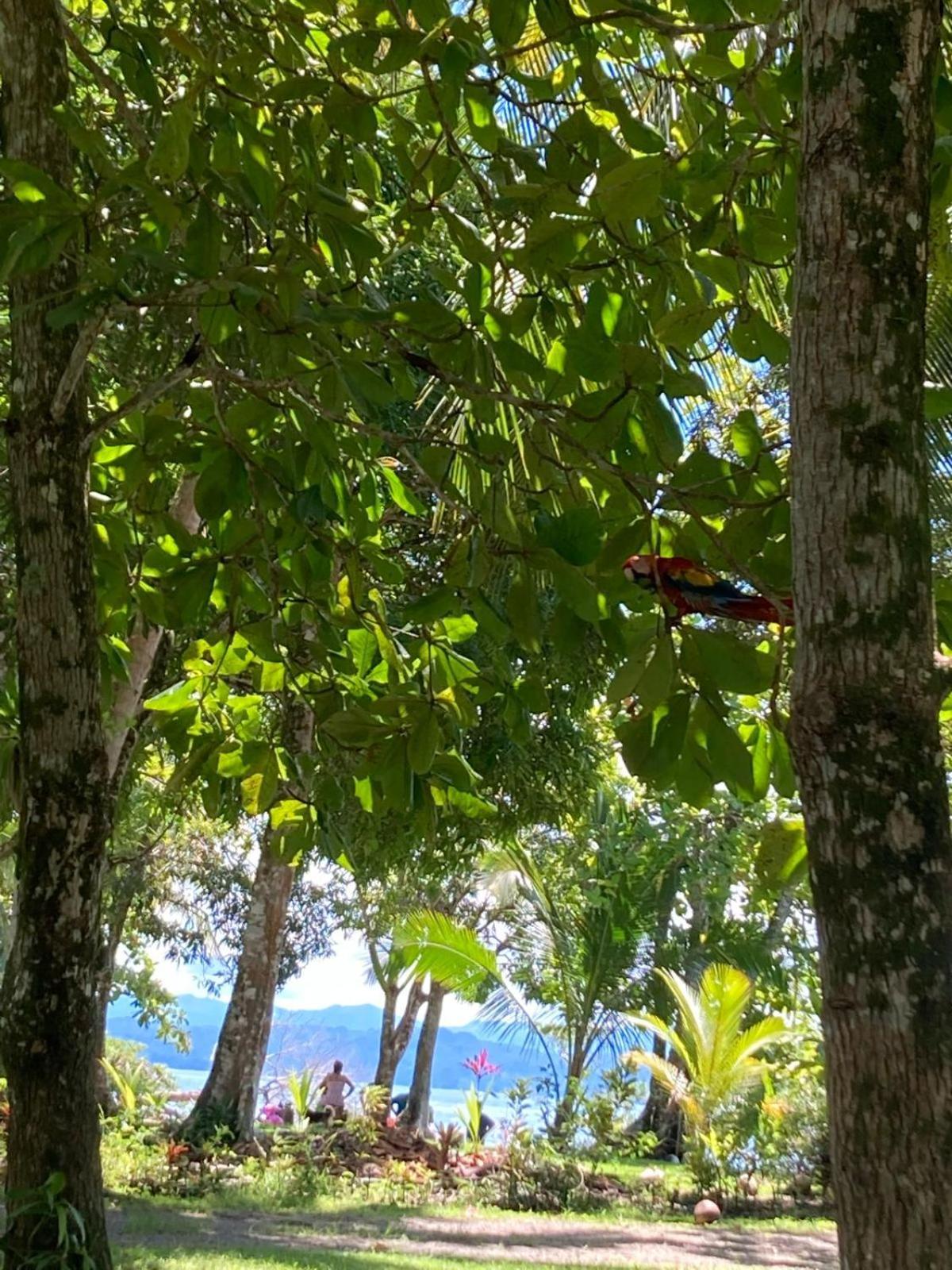 Casa Osa Azul Puerto Jimenez
