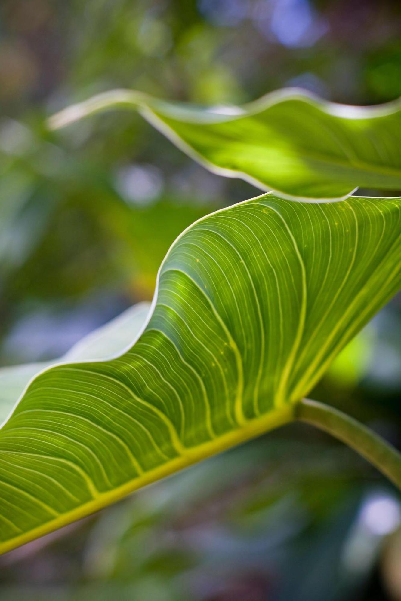 Senda Member Of The Cayuga Collection 5* Monteverde