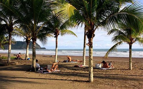 Blue Palm Jaco