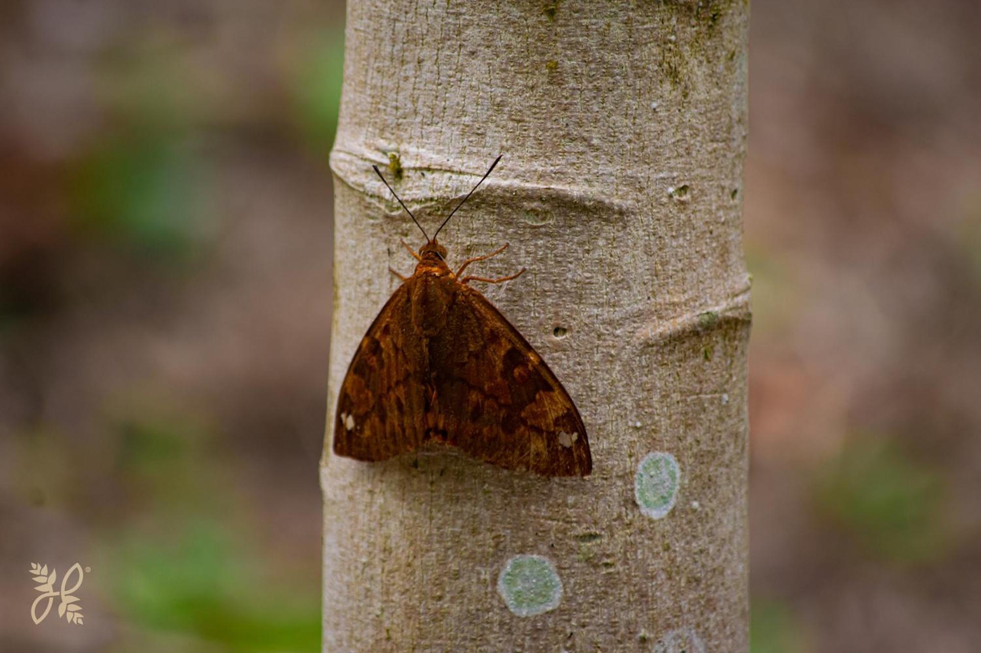 Hotel Heliconias Nature & Hot Springs
