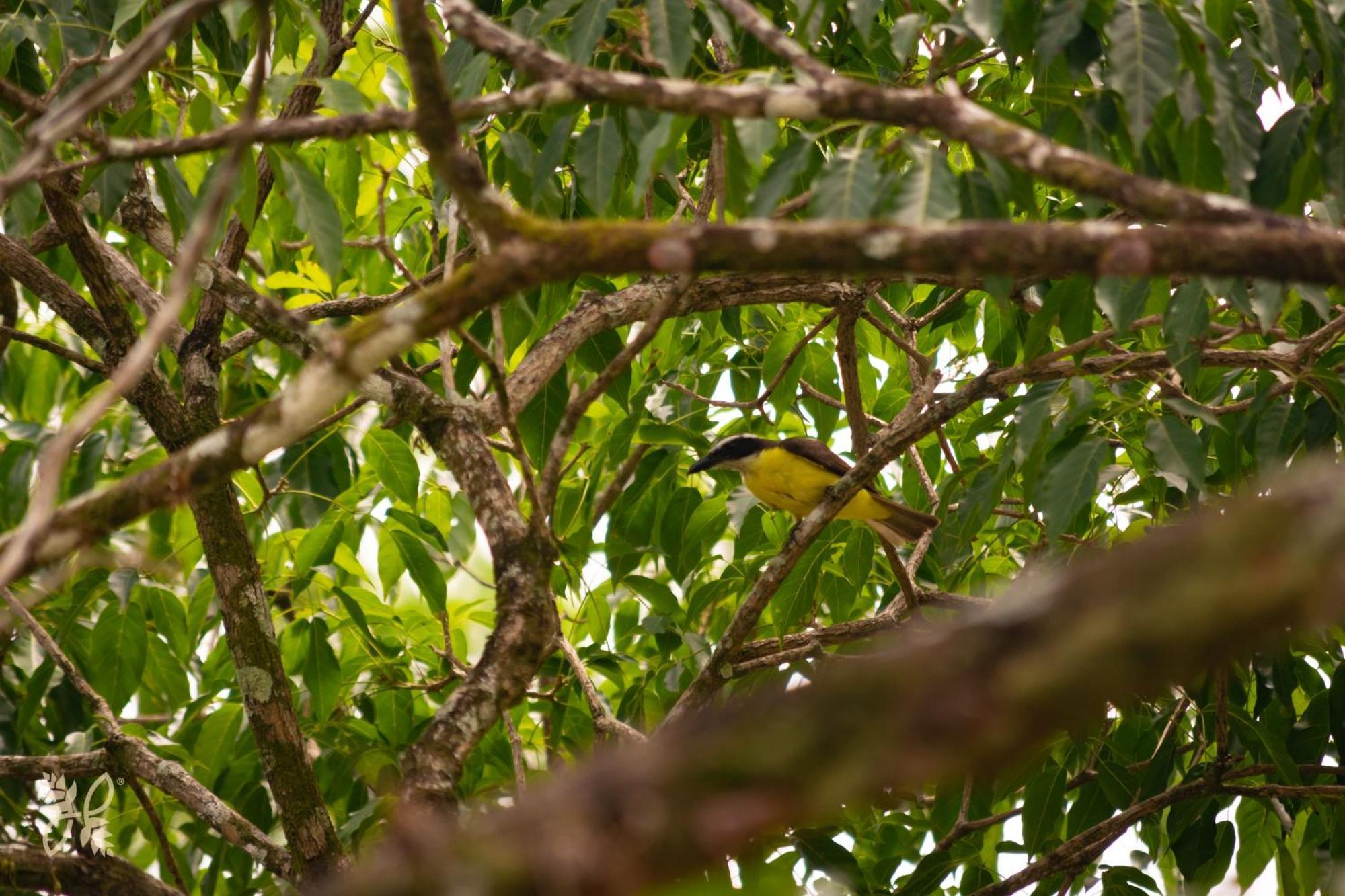 Hotel Heliconias Nature & Hot Springs 4*