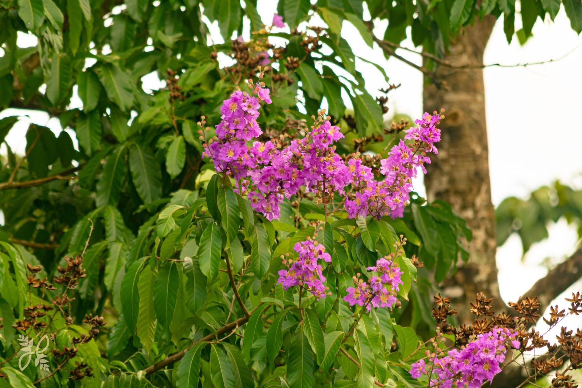 Hotel Heliconias Nature & Hot Springs