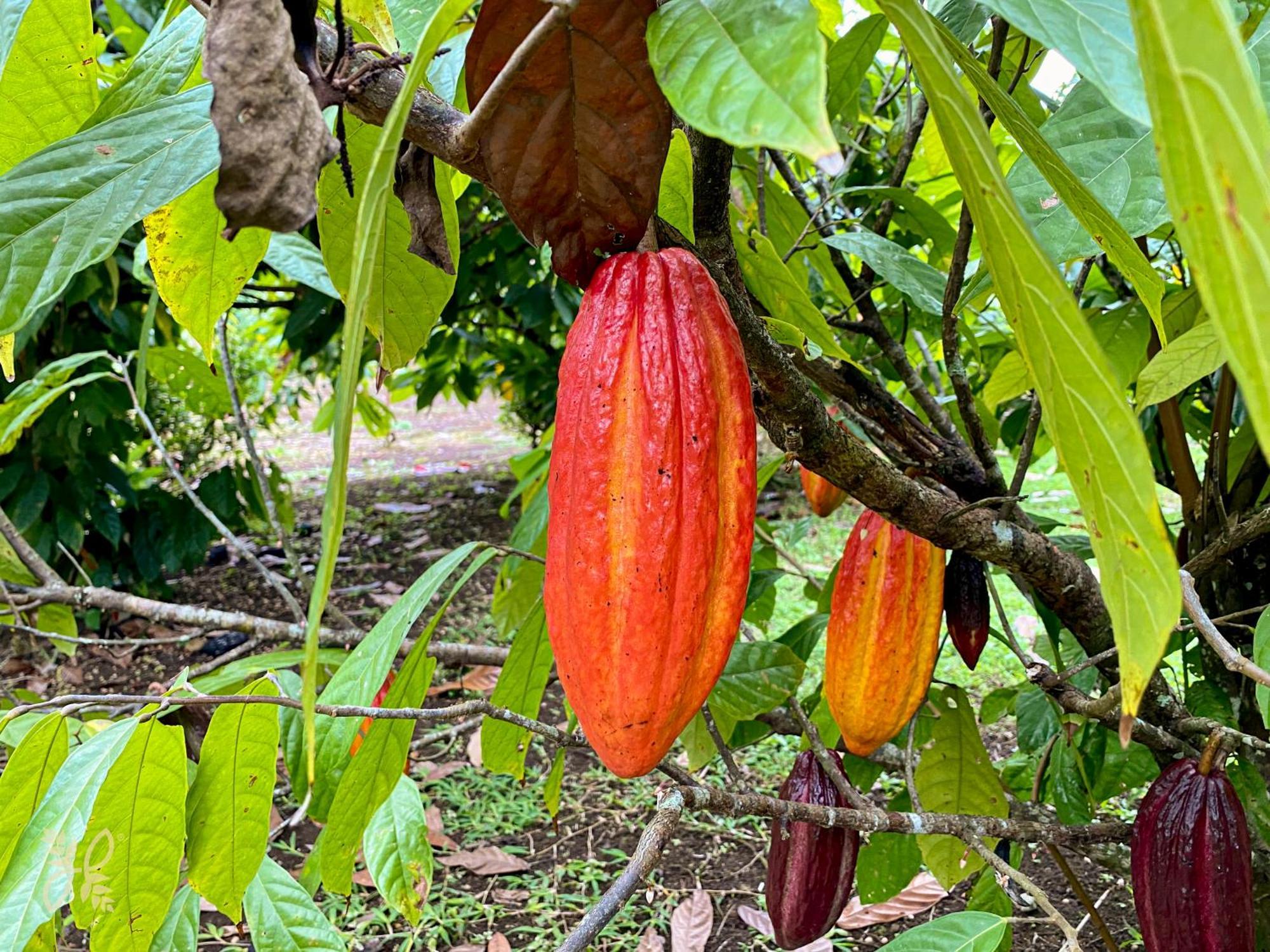 Heliconias Nature & Hot Springs