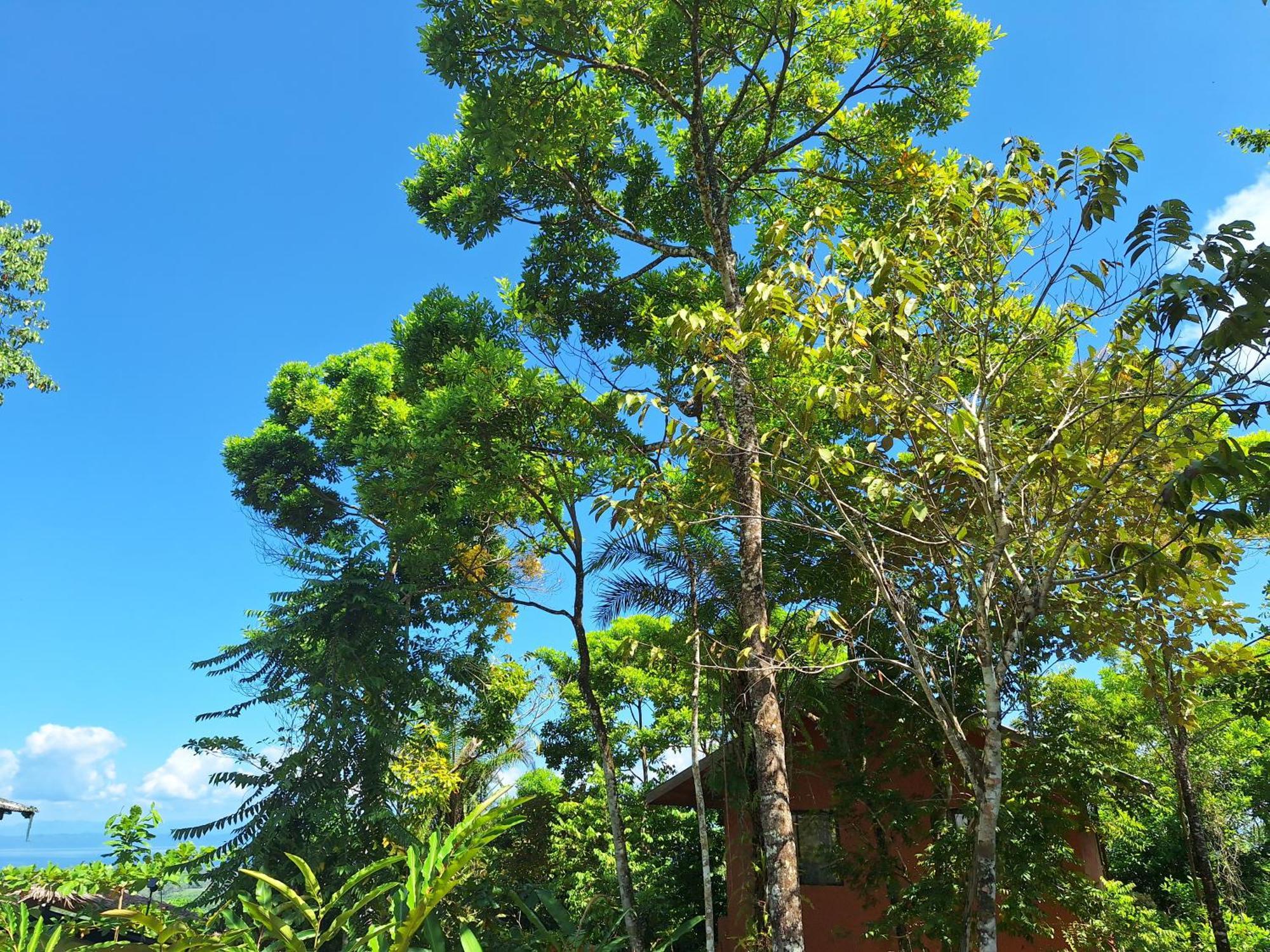 Villa Corcovado-ac-jacuzzi-pool-great Views-nature-relaxing Puerto Jimenez