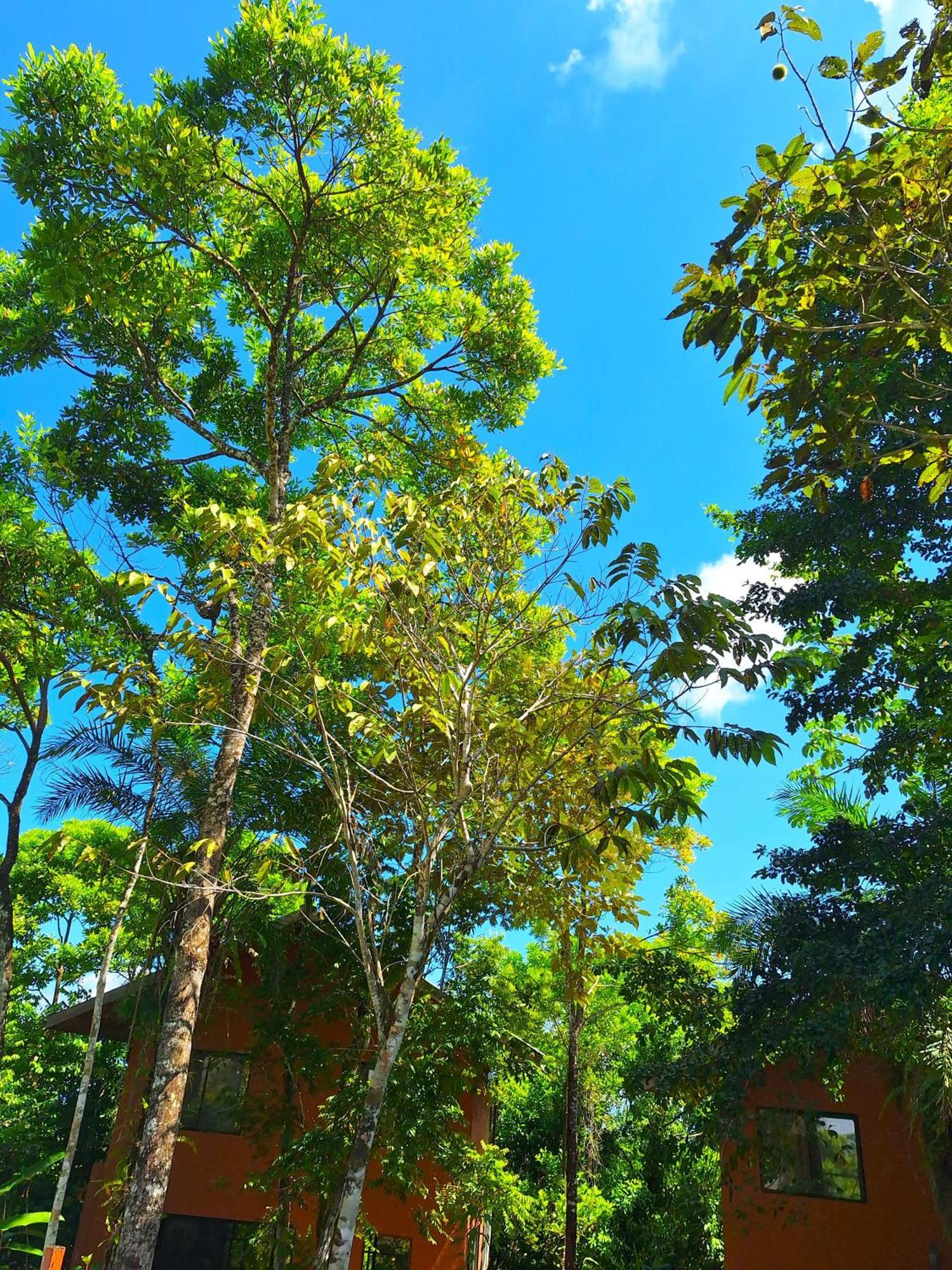Corcovado-ac-jacuzzi-pool-great Views-nature-relaxing Villa Puerto Jimenez