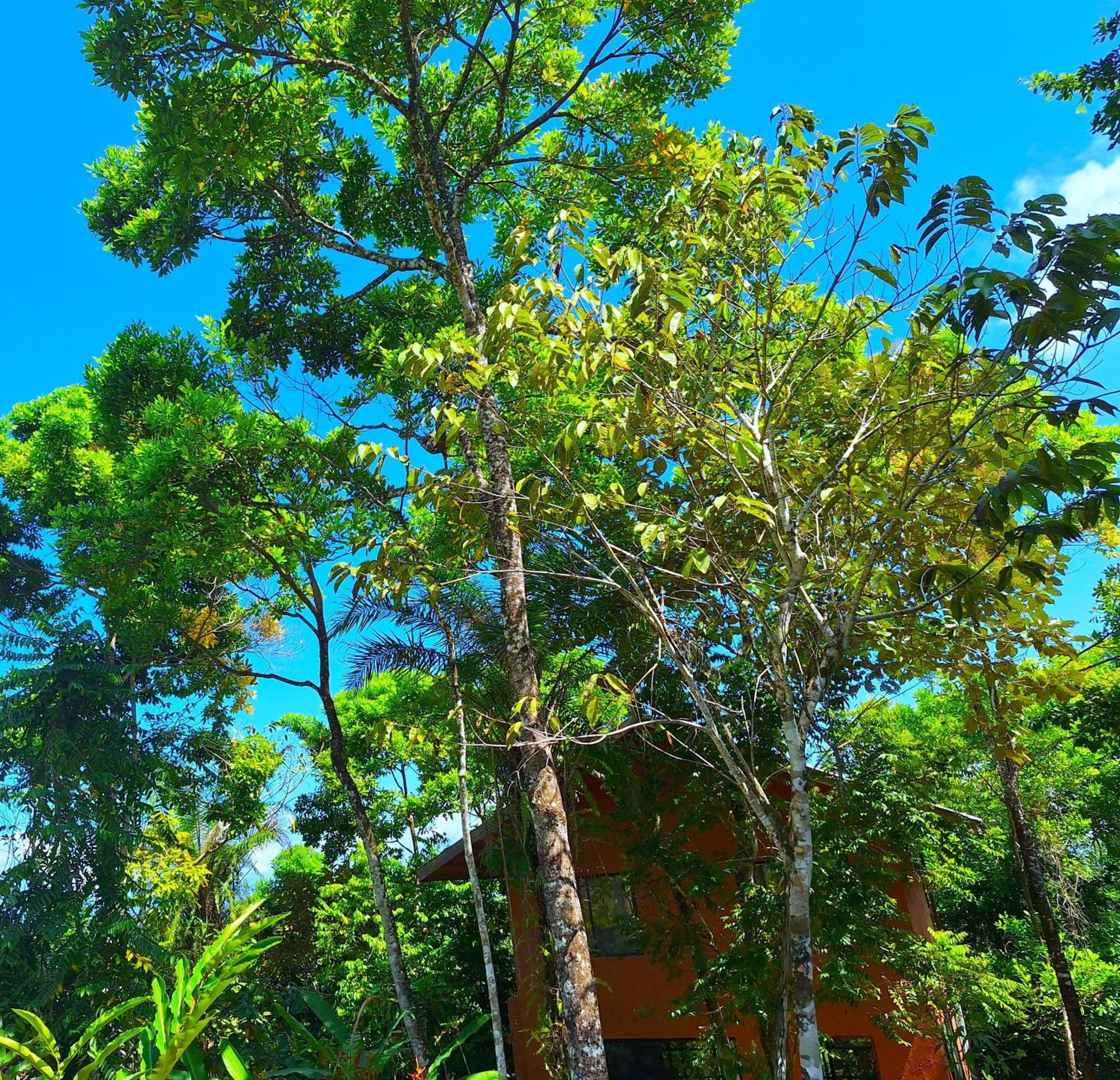 Villa Corcovado-ac-jacuzzi-pool-great Views-nature-relaxing