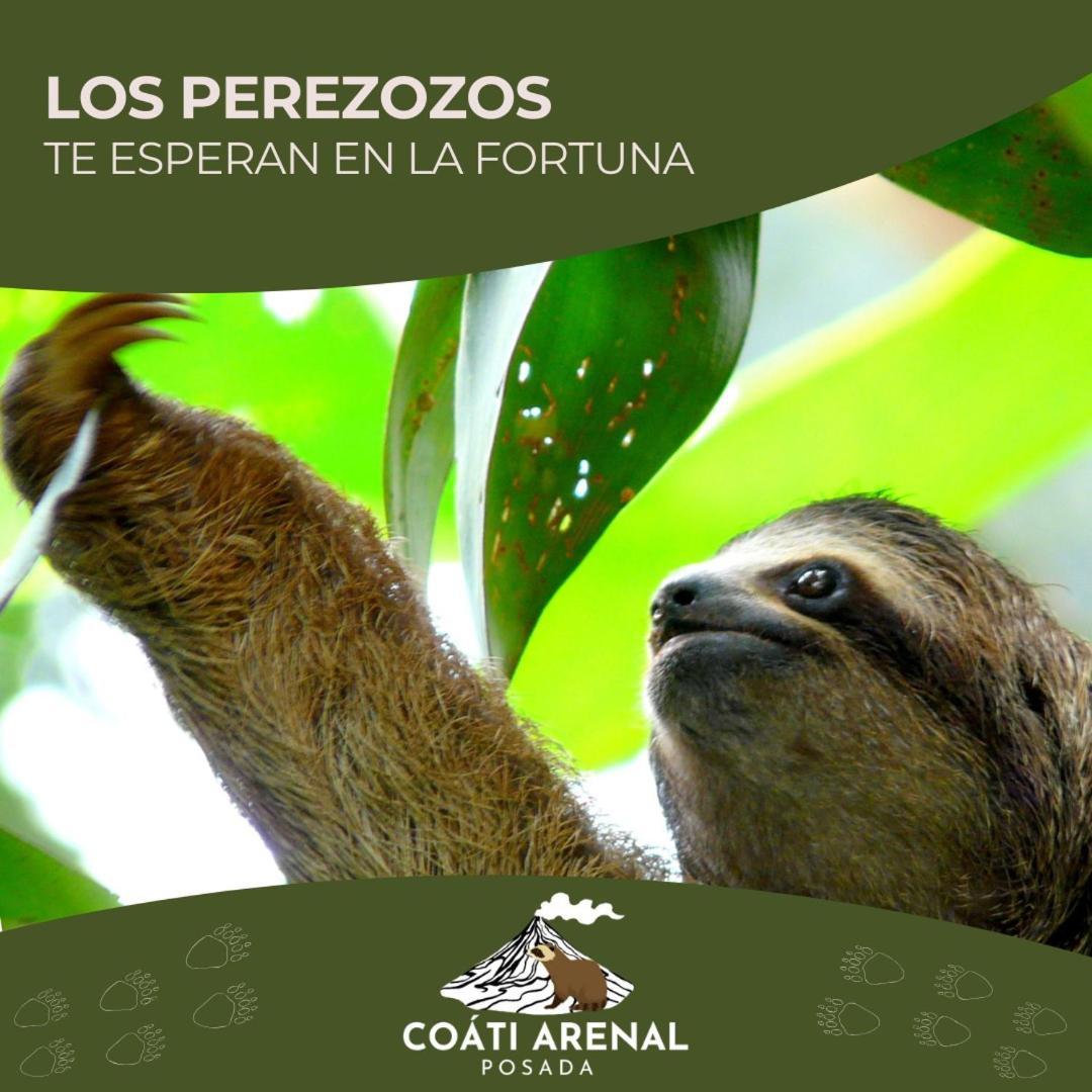 Coati Del Arenal * La Fortuna