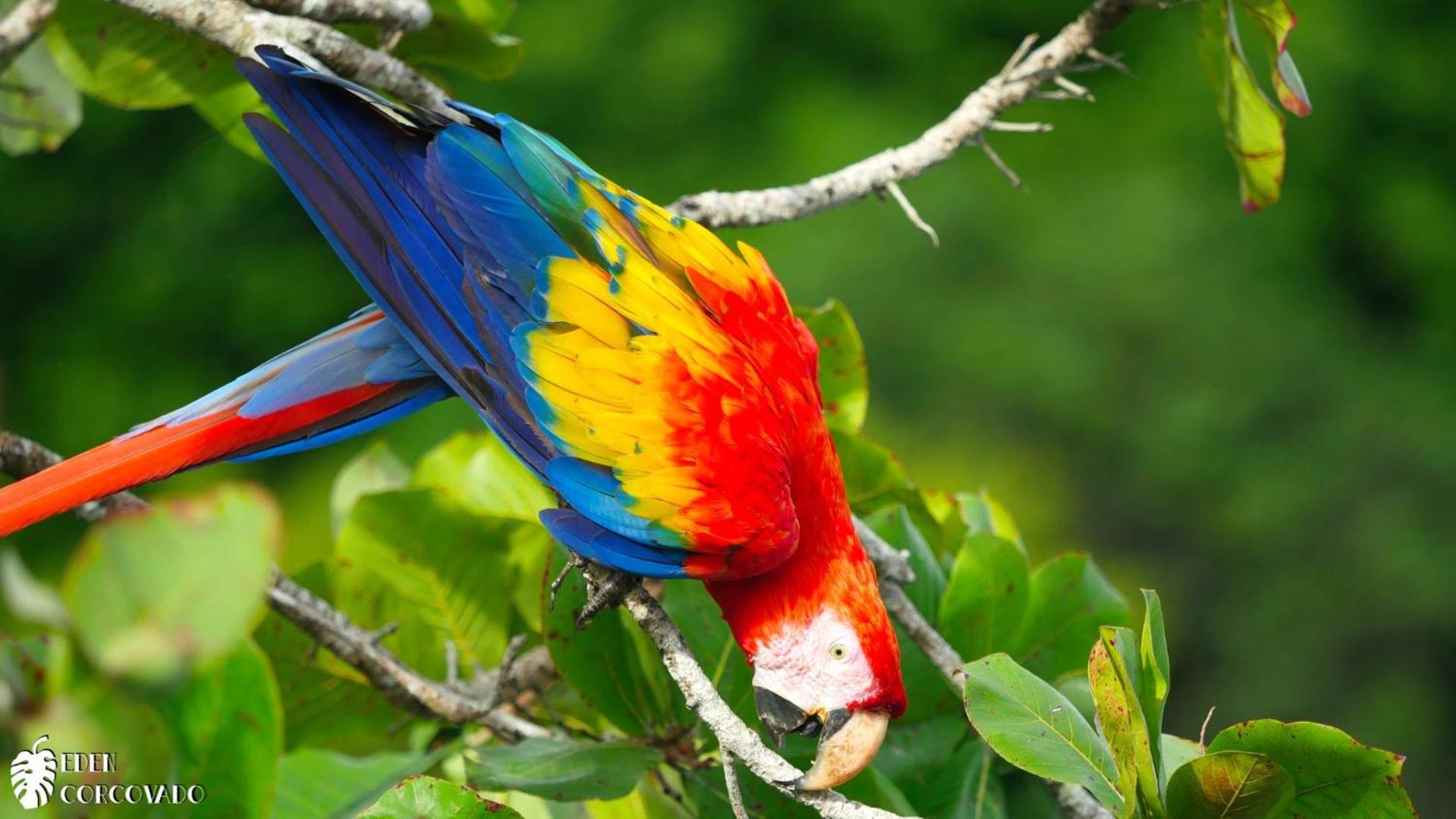 Eden Corcovado Holiday home