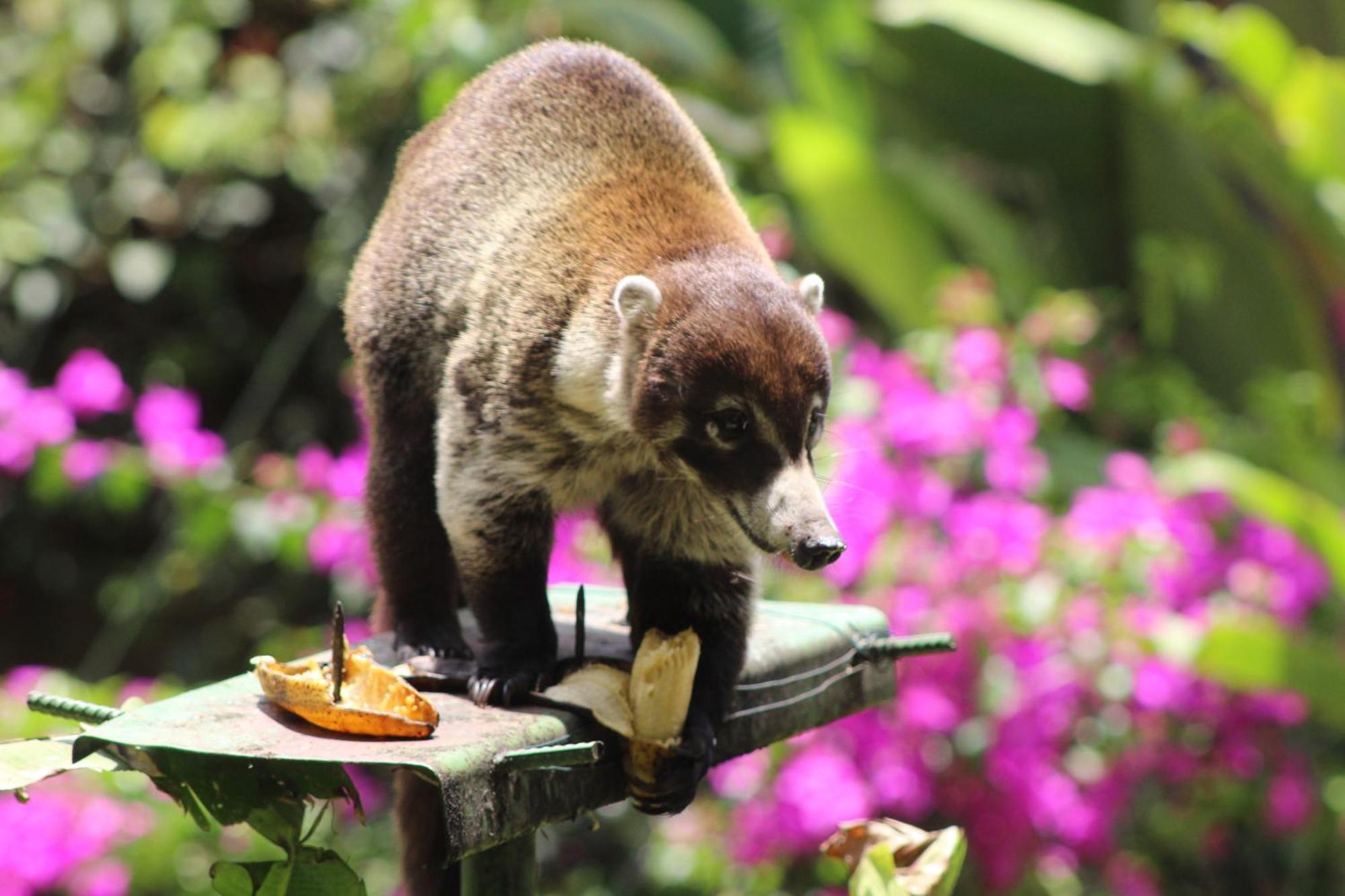 Hotel Talamanca Nature Reserve 5*