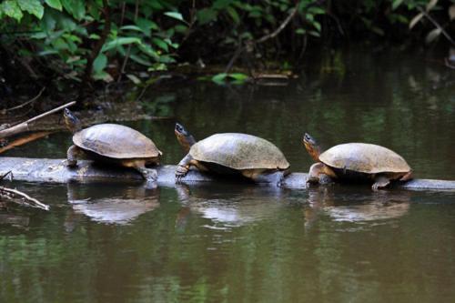 Apartment Caribbean View Tortuguero