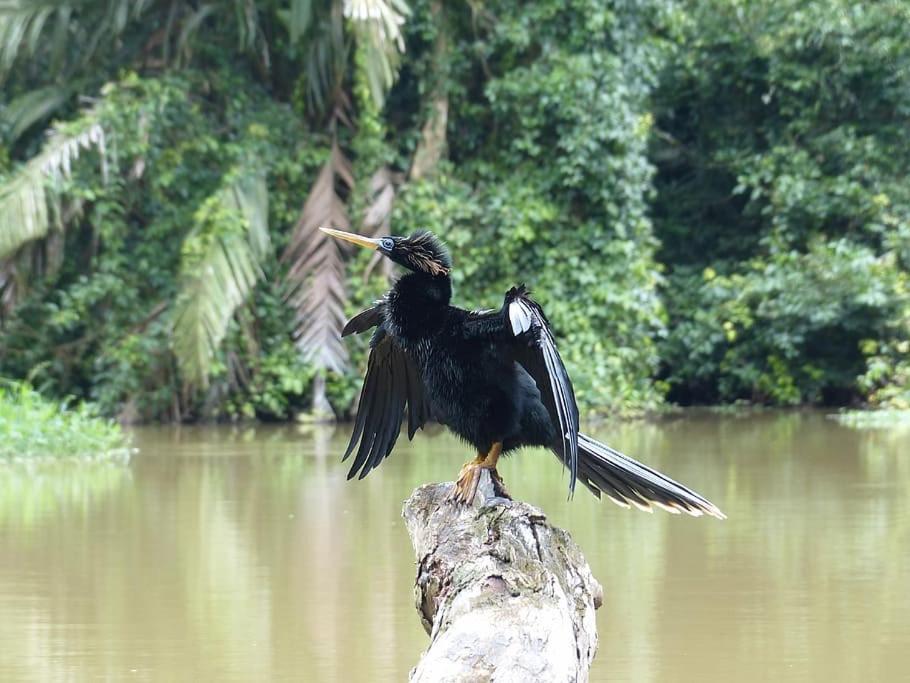 Caribbean View * Tortuguero