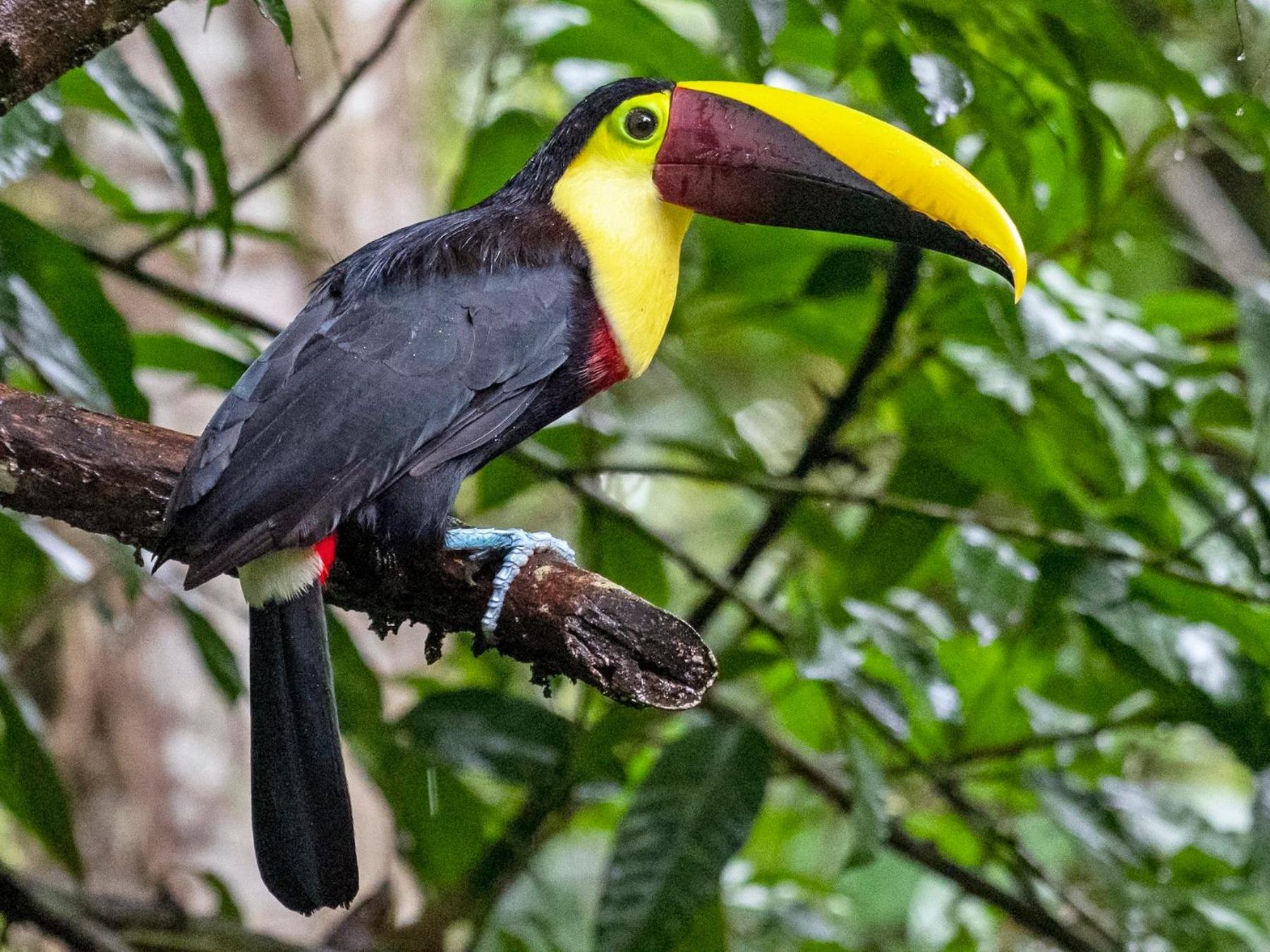 Caribbean View Tortuguero