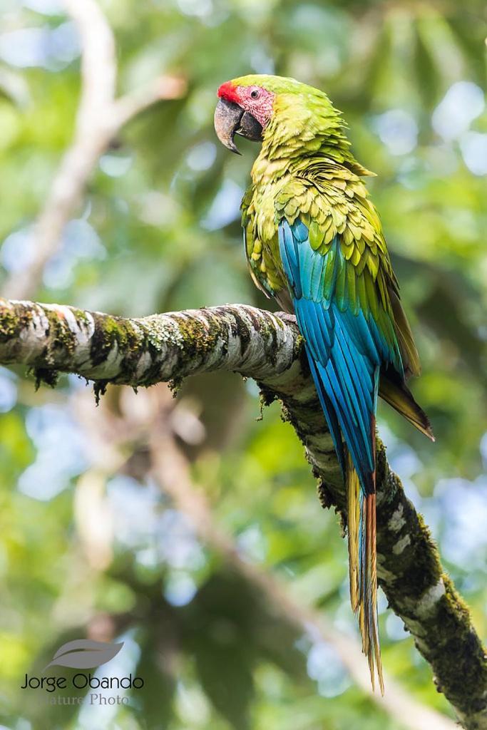 Caribbean View Tortuguero