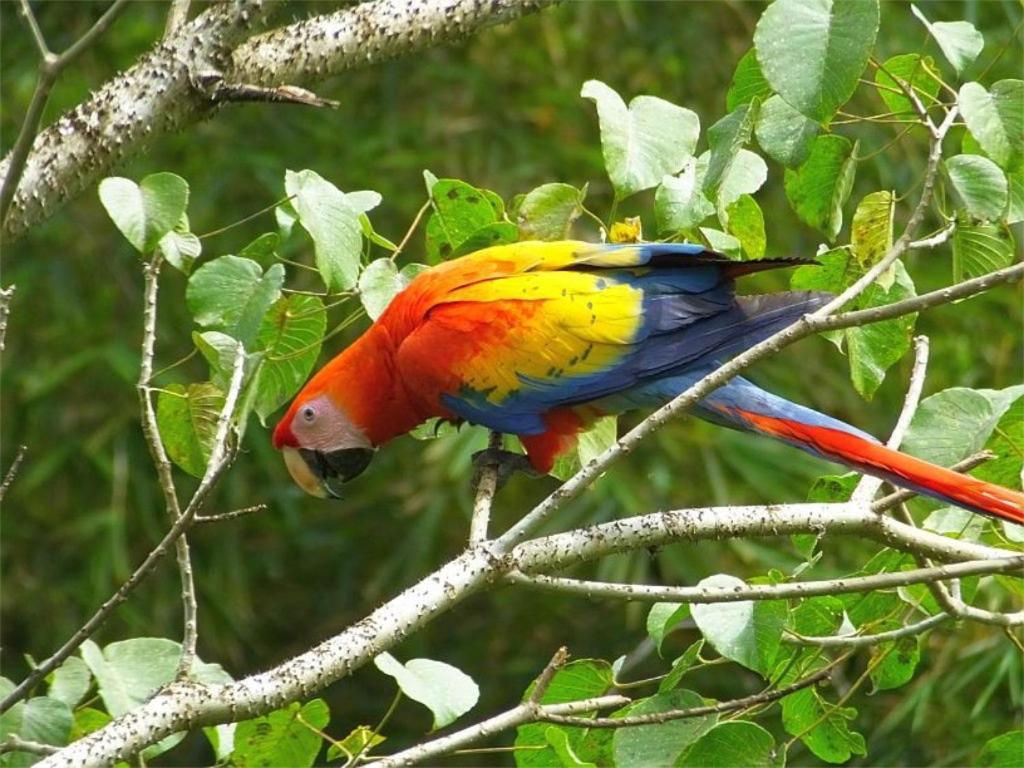 Caribbean View Apartment Tortuguero