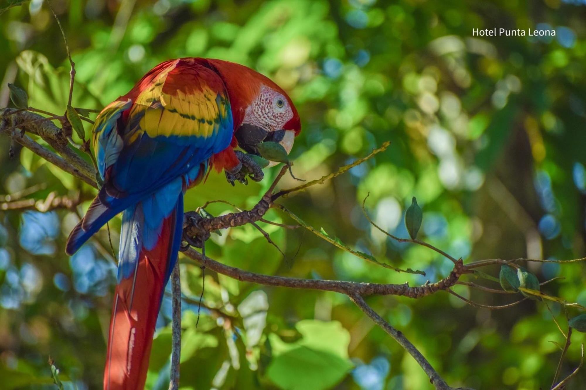 Caribbean View * Tortuguero
